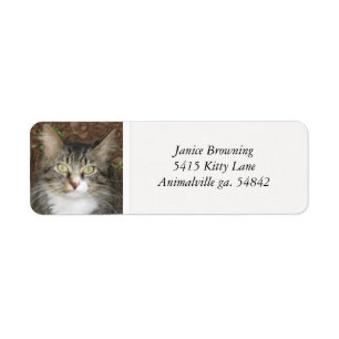 Kitty Cat Address Label