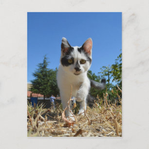 Kitty Cat Adventure Postcard