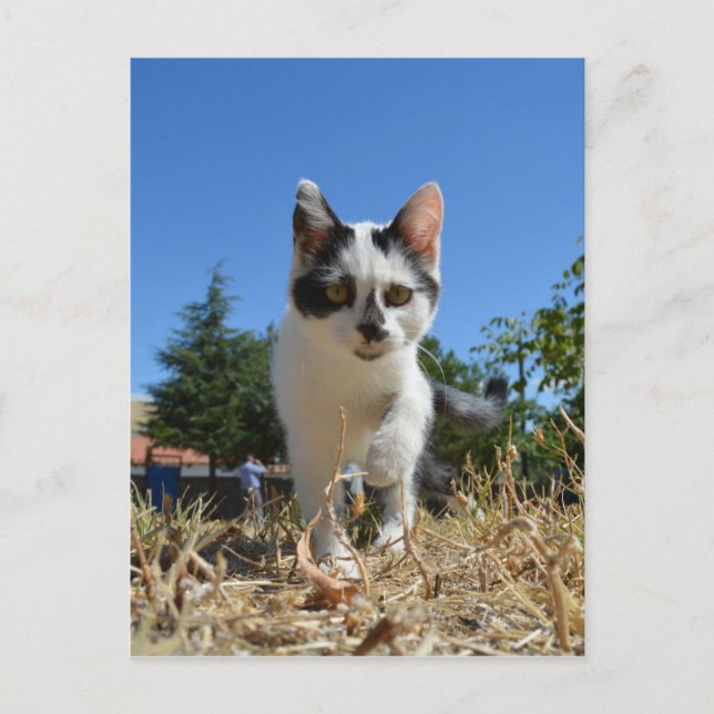 Kitty Cat Adventure Postcard (Front)