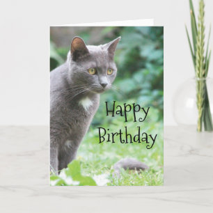 Kitty Cat Card