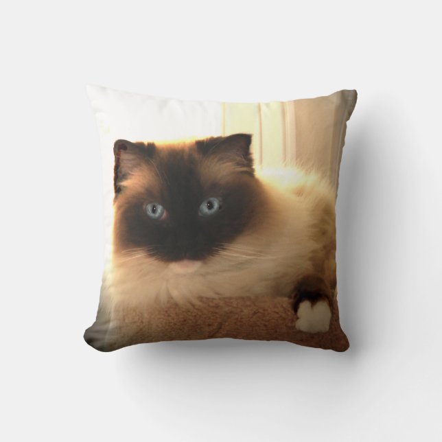 Kitty Cat Cats Ragdoll Ragdolls Blue Eyes Pillow (Front)