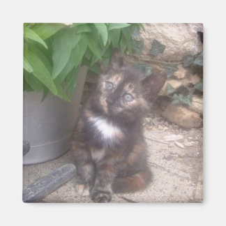 Kitty Cat fridge Magnet