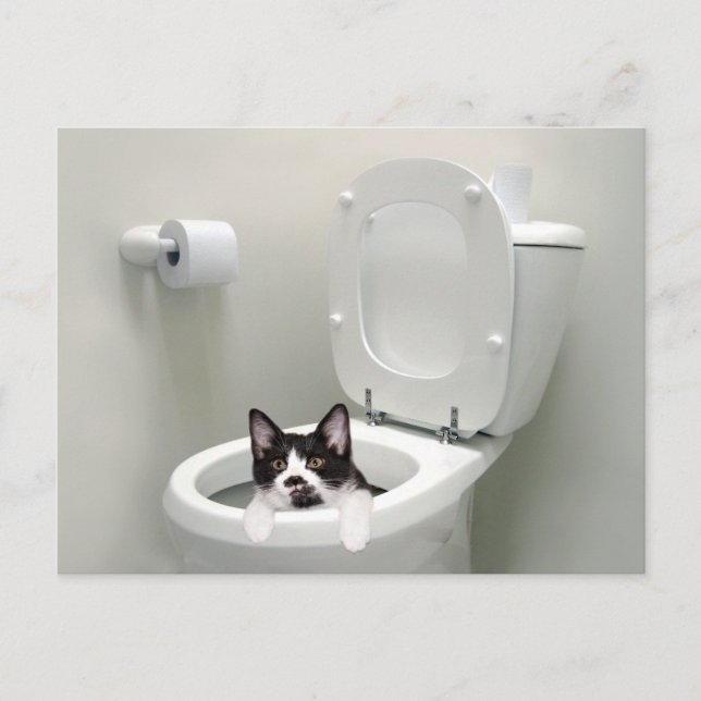 Kitty cat in toilet bowl postcard (Front)