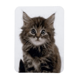 KITTY CAT MAGNET