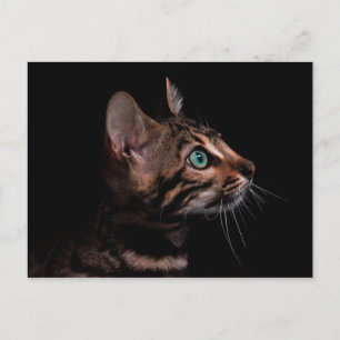 kitty cat postcard