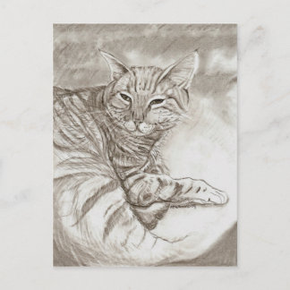 Kitty Cat Postcard
