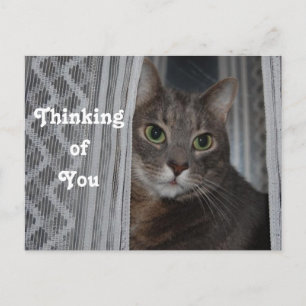 Kitty Cat Thinking of You Postcard