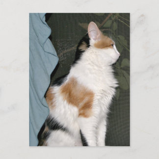Kitty cat waiting postcard