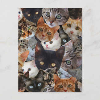 Kitty Collage Postcard