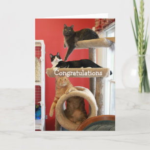 Kitty Condo Card