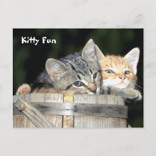 Kitty Fun Postcard