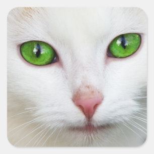 Kitty "Green Eyes" Sticker