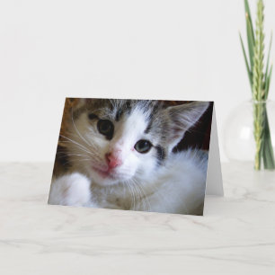 Kitty Greeting Card