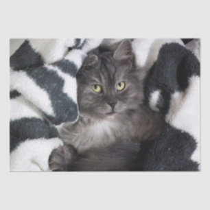 kitty in a blanket tissue paper