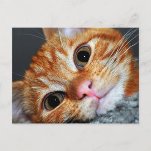 Kitty Kat Postcard