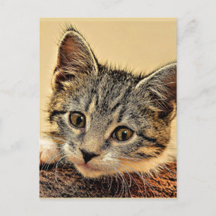kitty, kitty, cute and cuddly, postcard