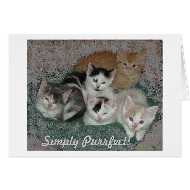 Kitty Love (Front Horizontal)