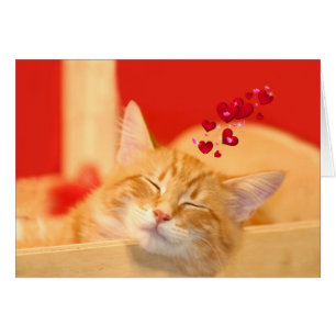 Kitty love even in dreams