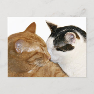 Kitty Love Postcard