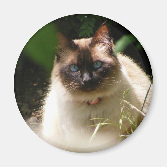 kitty magnet (Front)