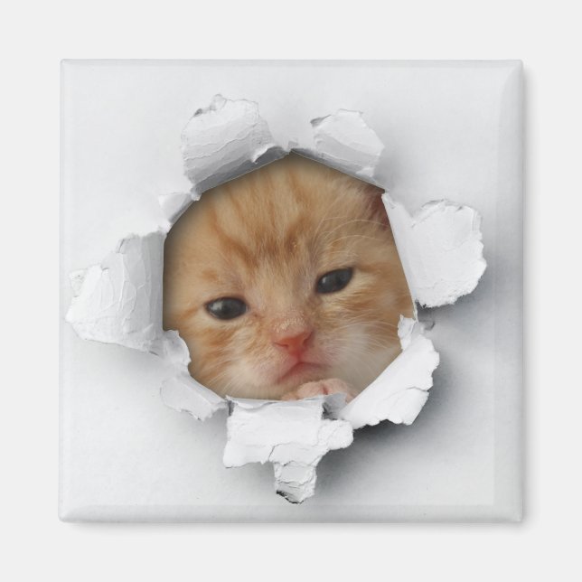 Kitty Magnet (Front)