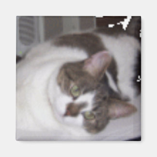 Kitty Paperweight Magnet