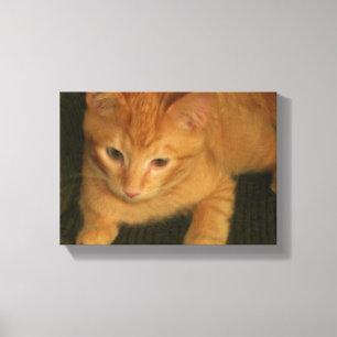 Kitty Photo on Canvas Print