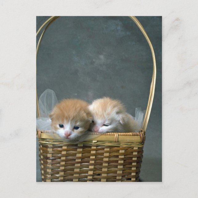 Kitty Postcard (Front)