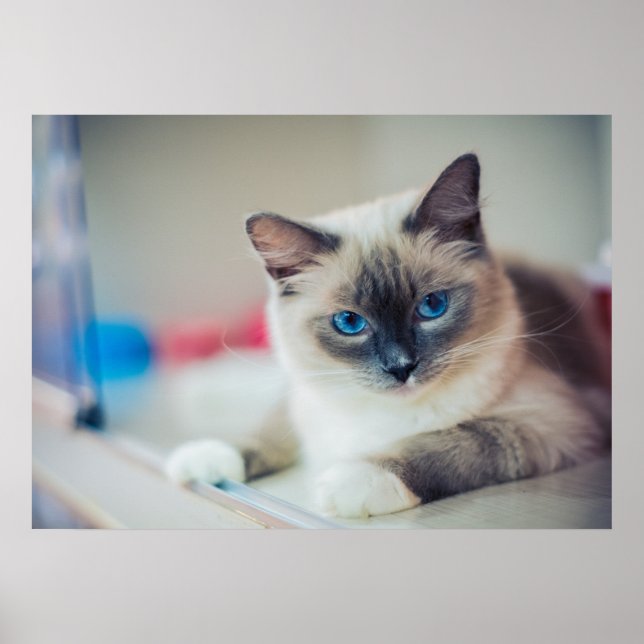 Kitty Poster (Front)