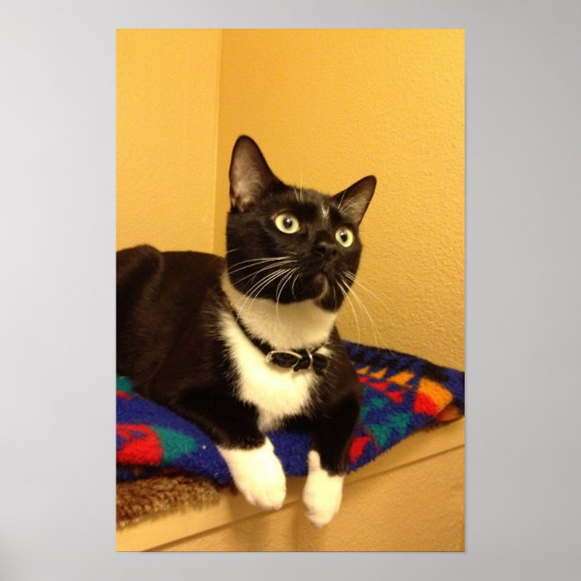 Kitty poster (Front)