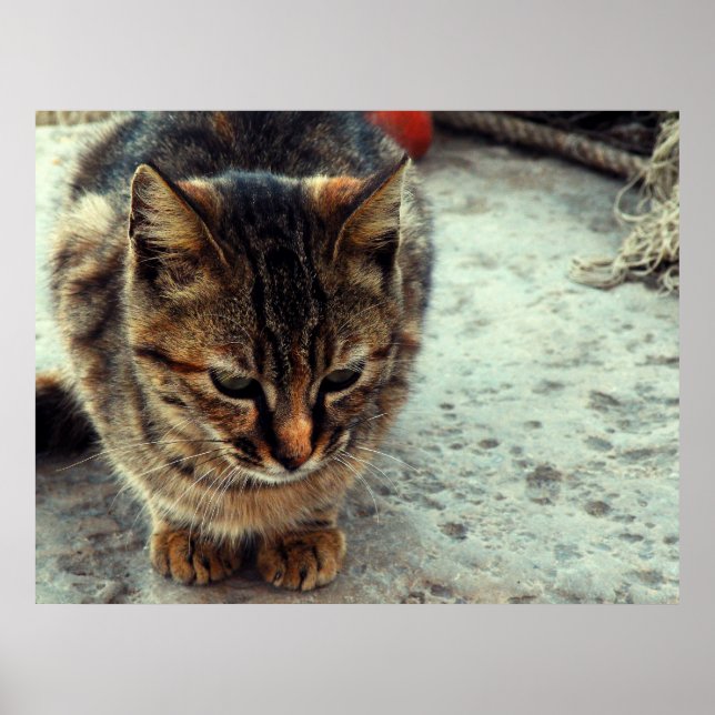 Kitty Poster (Front)