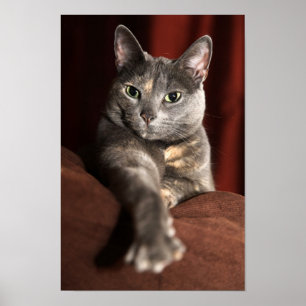 Kitty Poster