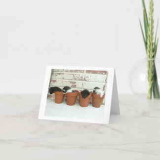 Kitty Pots Note Cards