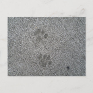 Kitty Prints Postcard