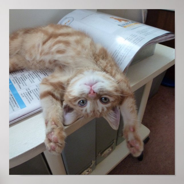 Kitty Relaxing Poster (Front)