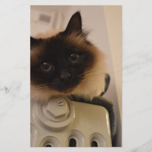 Kitty Siamese Cute Cat Pet Purr Meow Destiny Stationery