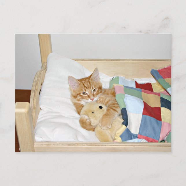 Kitty sleeps with teddy postcard (Front)