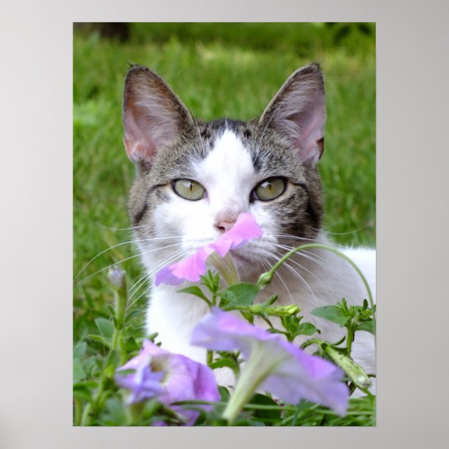 Kitty Smelling The Flowers Poster (Front)