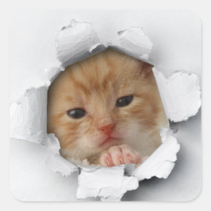 Kitty Square Sticker