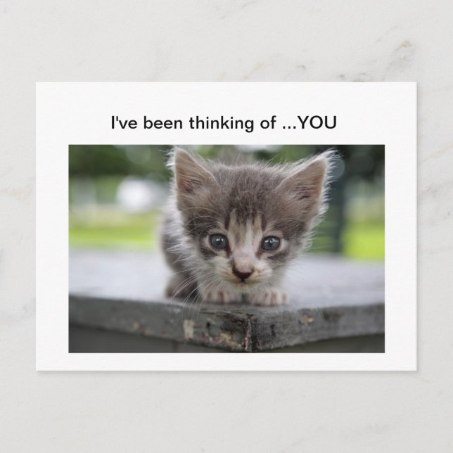 kitty thinking of you postcard (Front)
