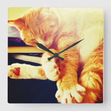 Kitty Time