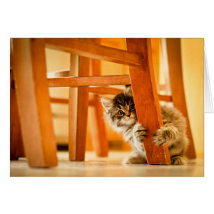 Kitty Under Chair