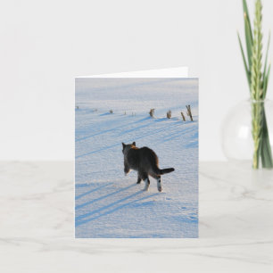 Kitty Walking in Snowy Corn Field All Ocassions Card
