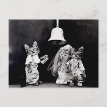 Kitty Wedding
