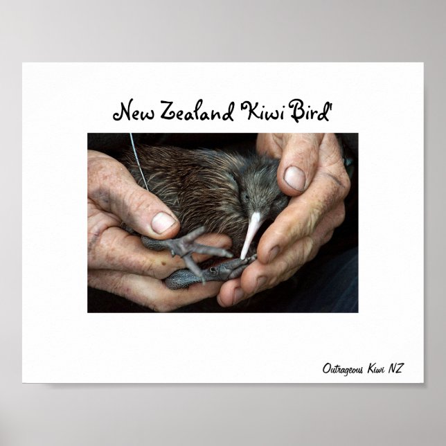 Kiwi Bird in hand poster (Front)