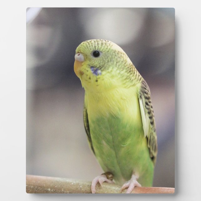 Kiwi Burbell Plaque (Front)