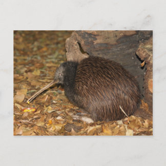 Kiwi Cool @ Auckland Zoo Postcard