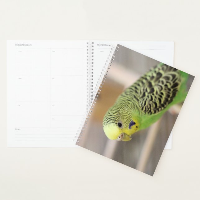 Kiwi Planner (Display)