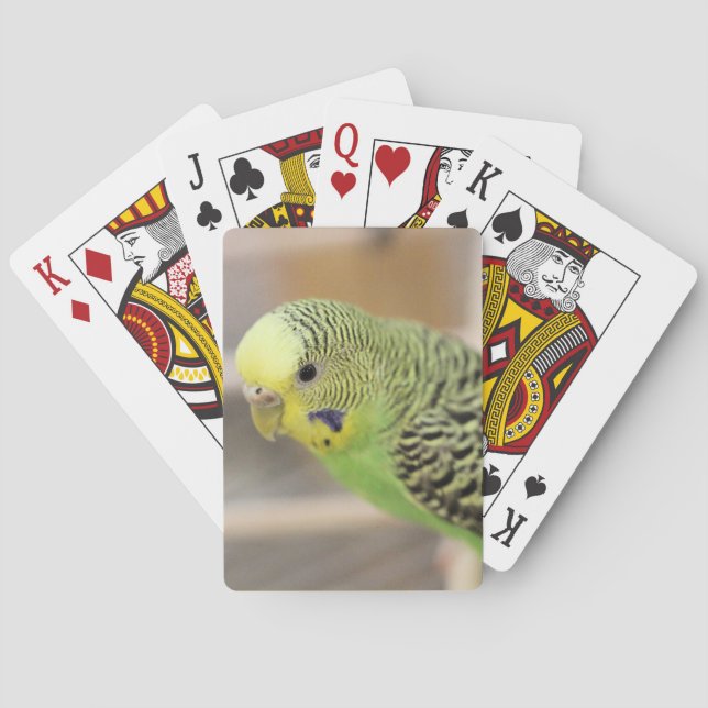Kiwi Playing Cards (Back)