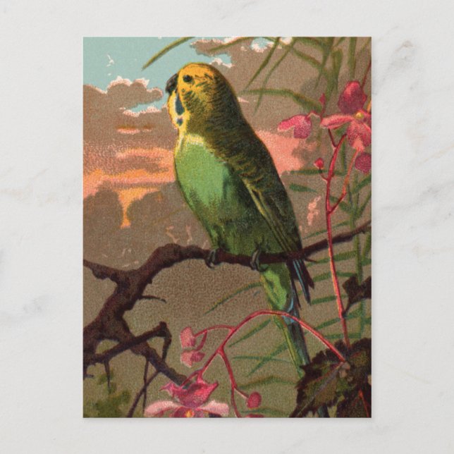 Kiwi the Parakeet Postcard (Front)